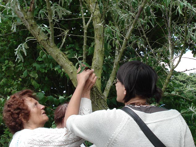 Photo de personnes examinant les feuilles des arbres